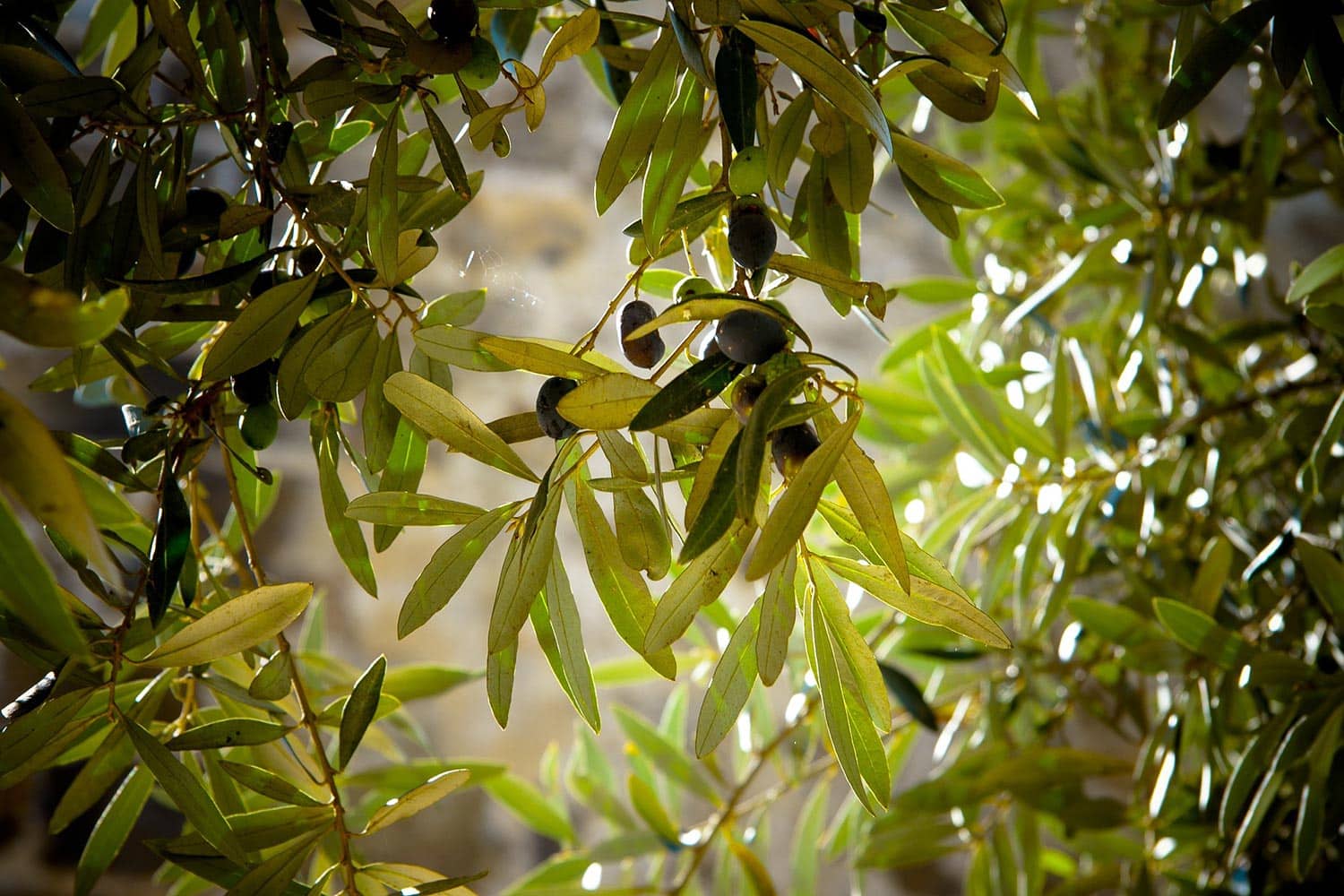 aceitunas de Aceite de Oliva Virgen Extra San Ildefonso