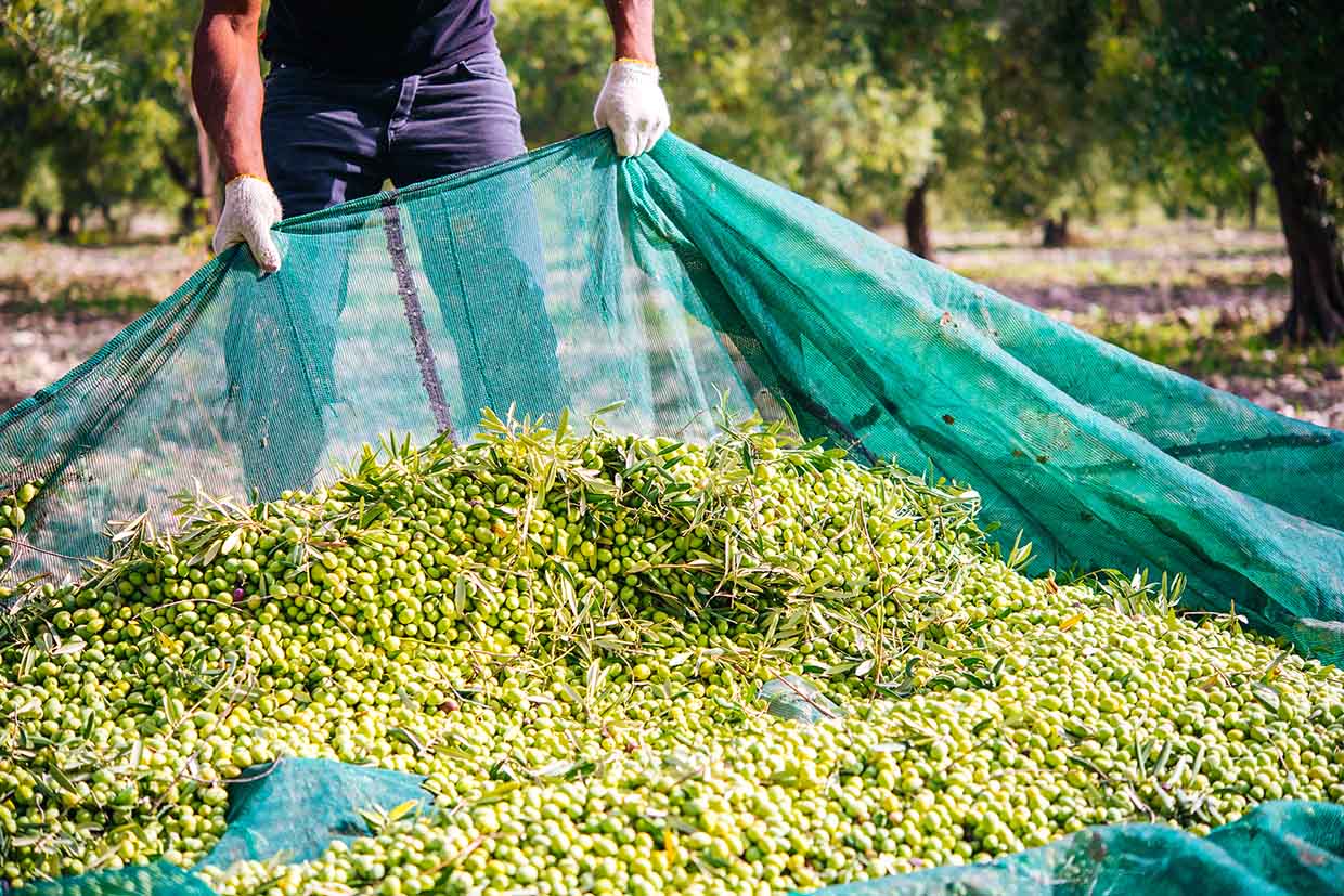 campos de cultivo de Aceite de Oliva Virgen Extra San Ildefonso